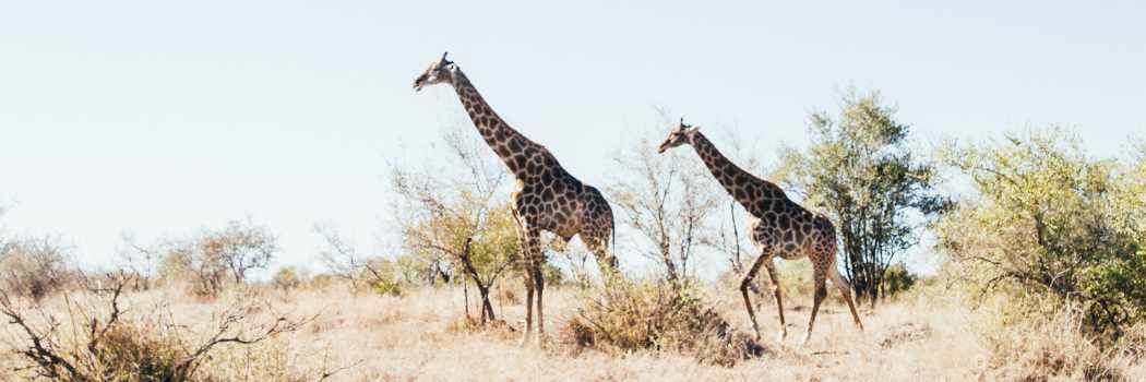 Zoology & Wildlife Internships Abroad 