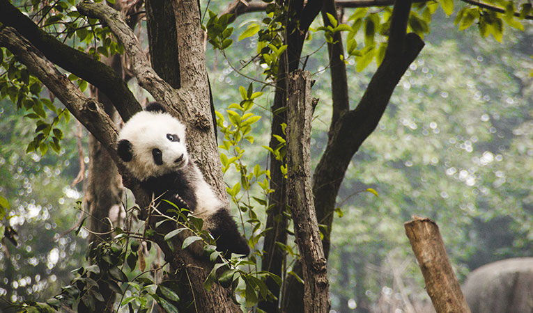 6 Reasons Why You Should Work with Pandas in China