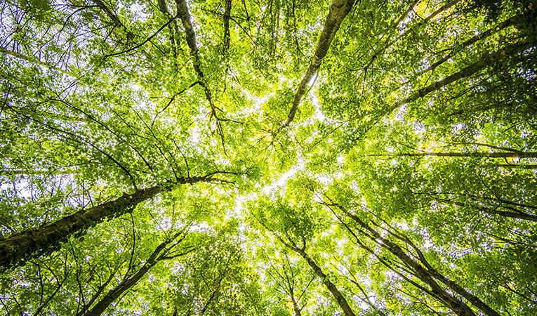 green forest canopy from below