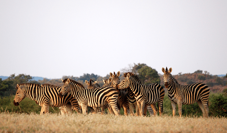 Zebras on a safari in Botswana