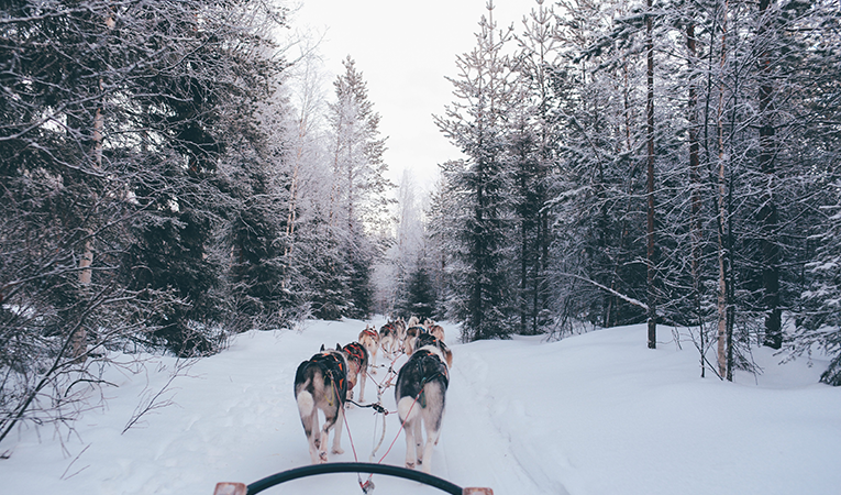 Dogs pulling sled through snowy forest in Finland