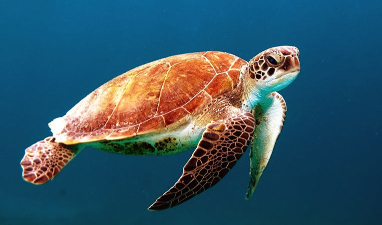 Swimming loggerhead turtle