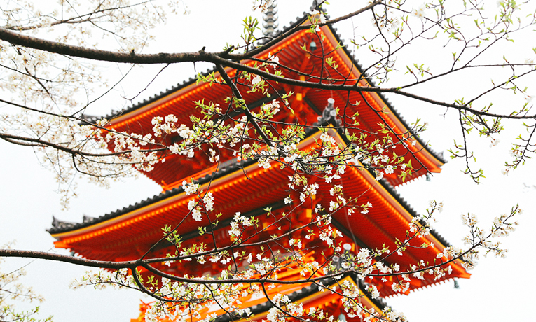 Sakura or cherry blossoms season in Japan