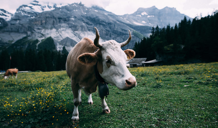 cow in swiss field